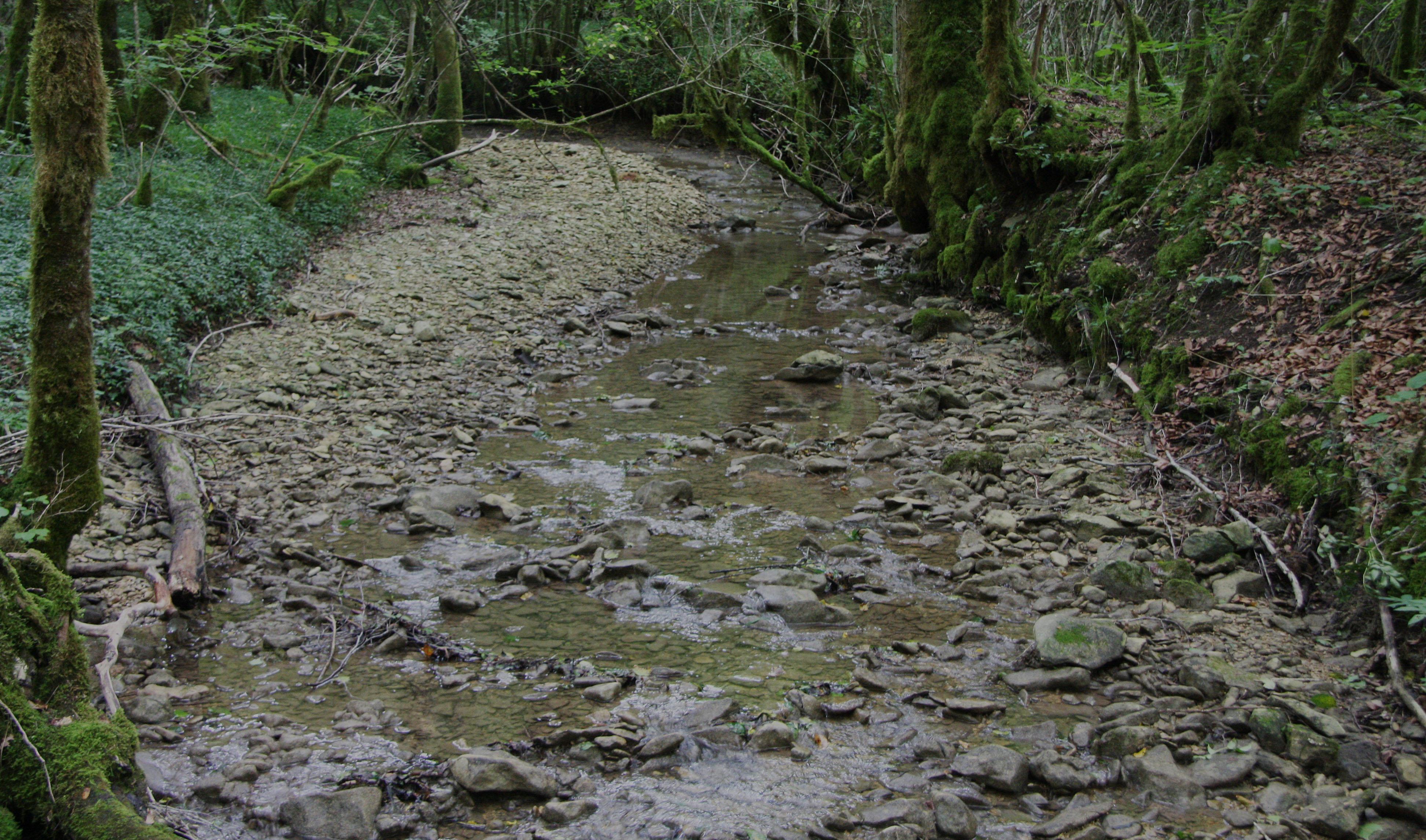 Lit d'étiage avec un profil en V, ruisseau de Corne Bouche, Doubs